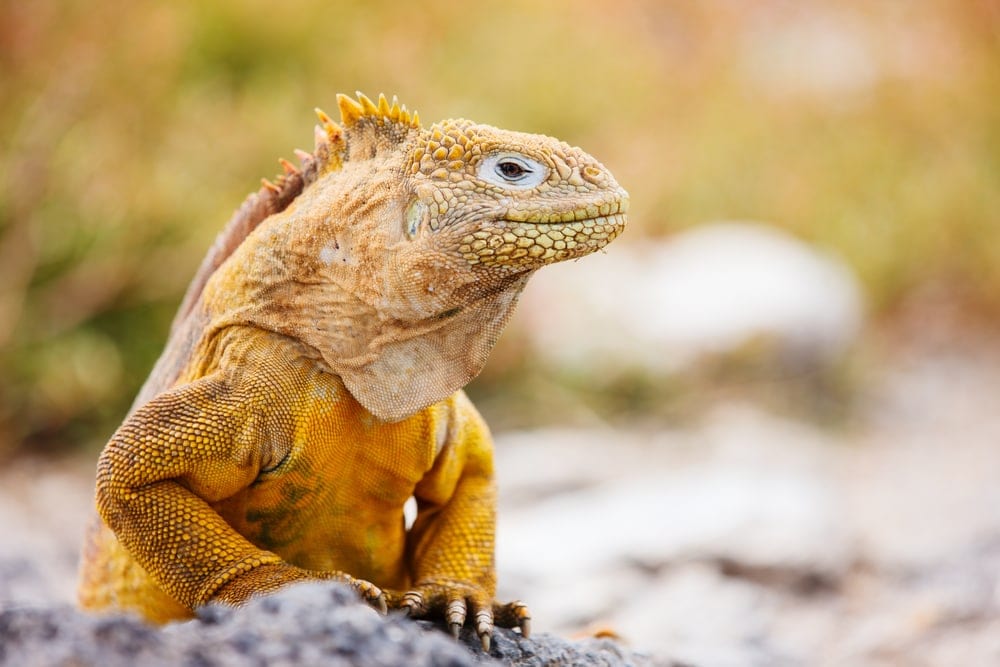 Galápagos Land Iguana (Conolophus subcristatus)