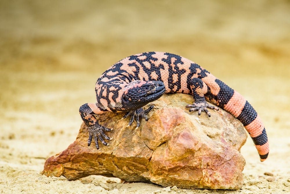 Gila Monster (Heloderma suspectum) a venomous type of lizard