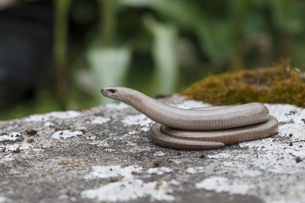 Glass legless lizard from Infraorder Diploglossa