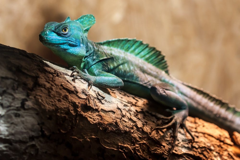 Green Basilisk (Basiliscus plumifrons)