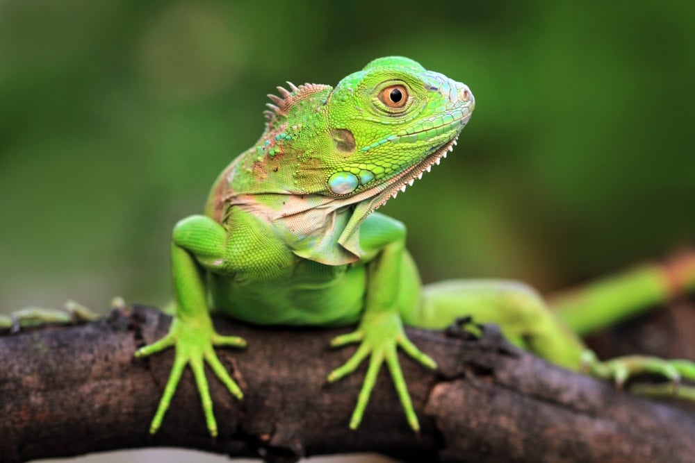 Green Iguana (Iguana iguana)