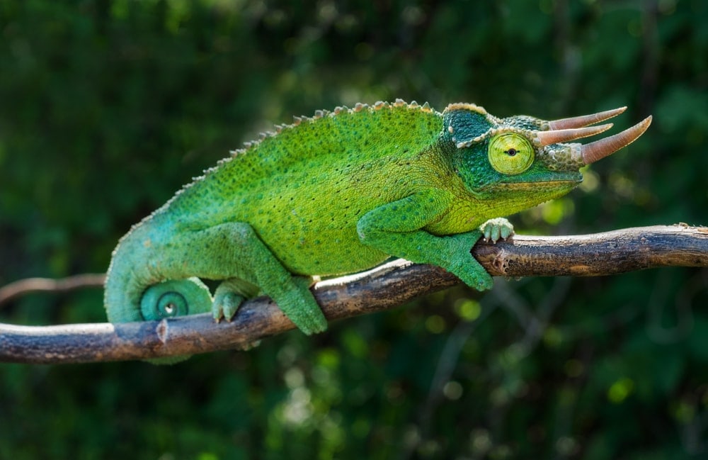 Jackson's Chameleon (Trioceros jacksonii) also known as the Kikuyu three-horned chameleon