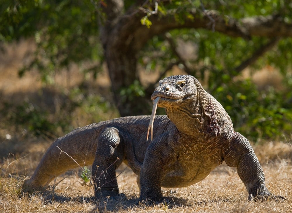 Komodo Dragon (Varanus komodoensis) the largest lizard in the world