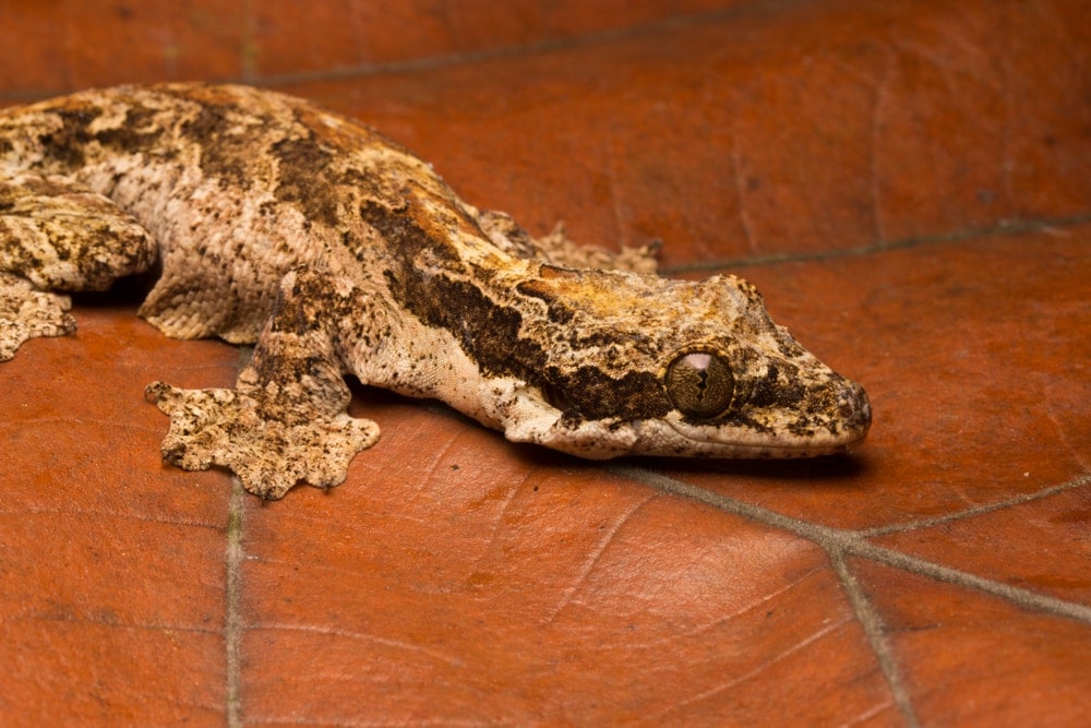 Kuhl’s Flying Gecko (Gekko kuhli)