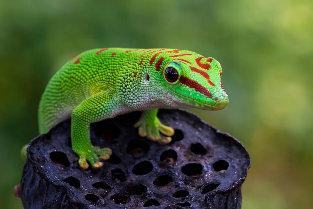 Bright neon Madagascar giant day gecko from infraorder Gekkota on dry bud 