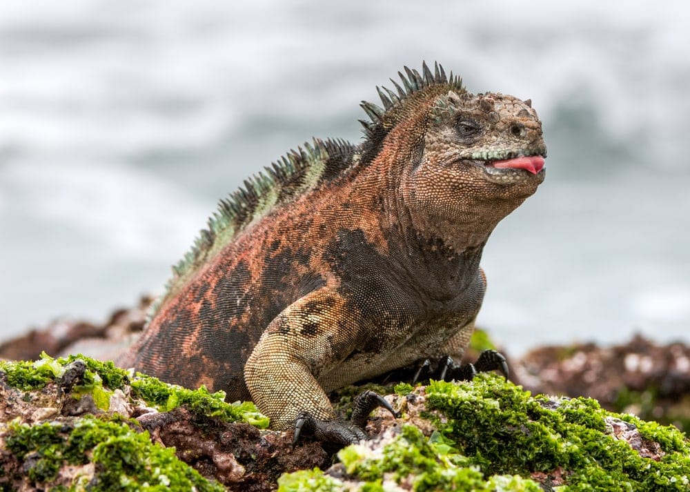 Marine Iguana (Amblyrhynchus cristatus)