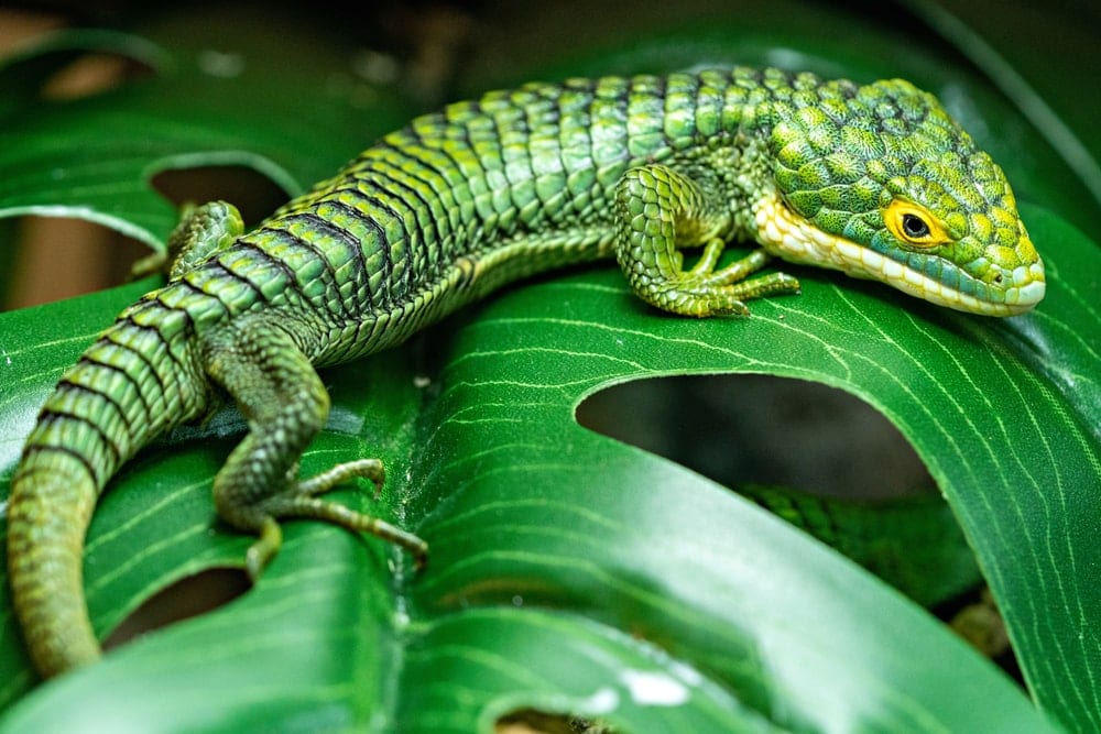 Mexican Alligator Lizard (Abronia graminea)
