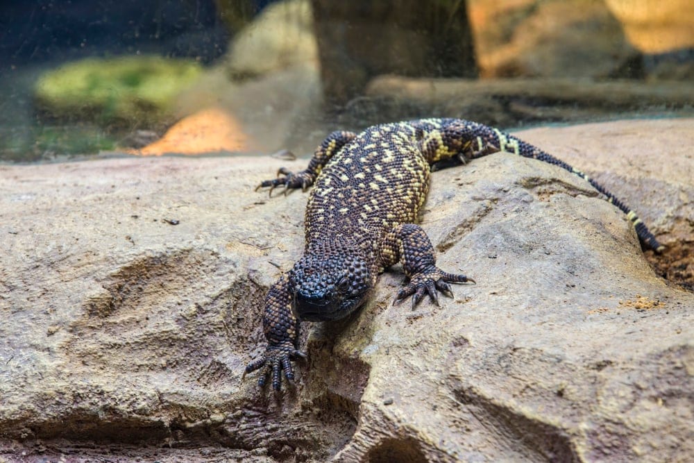 Mexican Beaded Lizard (Heloderma horridum)