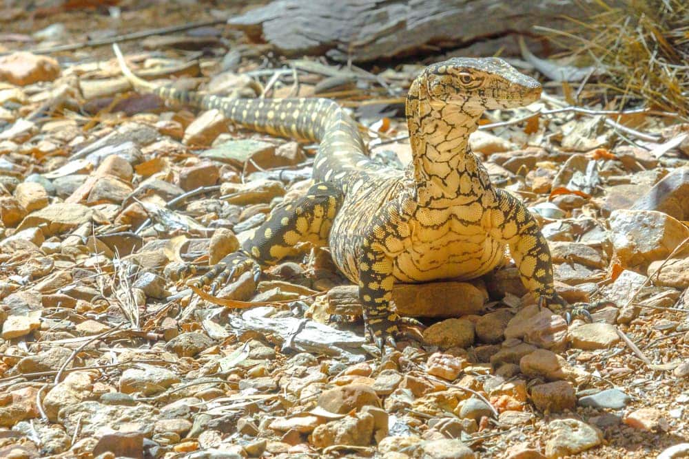 Perentie Monitor (Varanus giganteus)