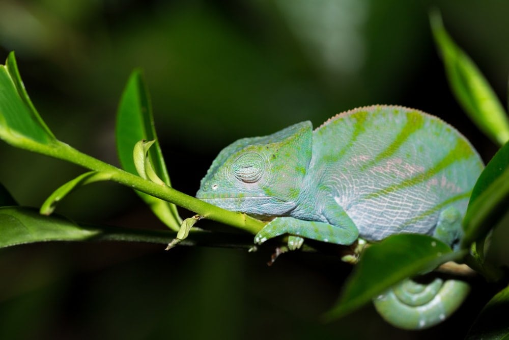 Parson's Chameleon (Calumma parsonii)