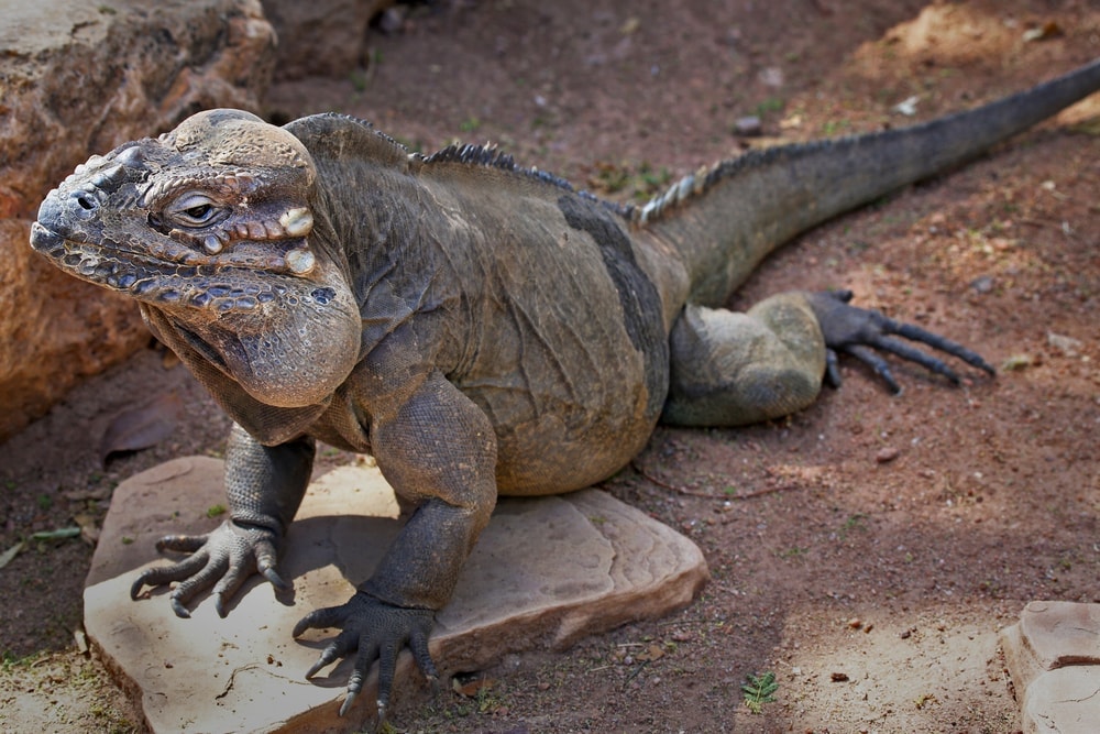 Rhinoceros Iguana (Rhinoceros Iguana)