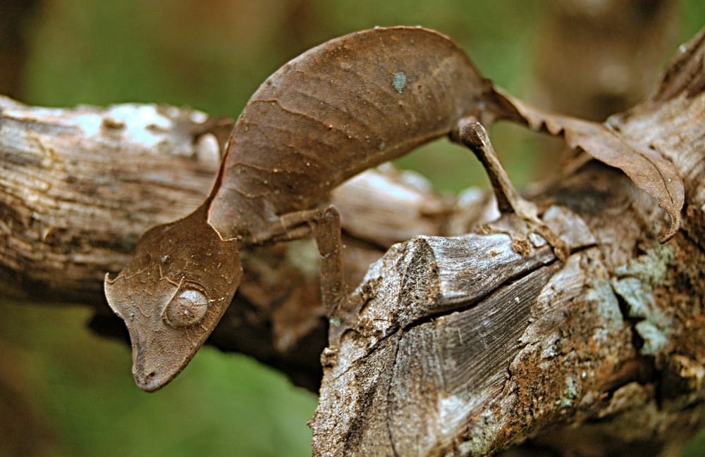 Satanic Leaf-Tailed Gecko (Uroplatus phantasticus)