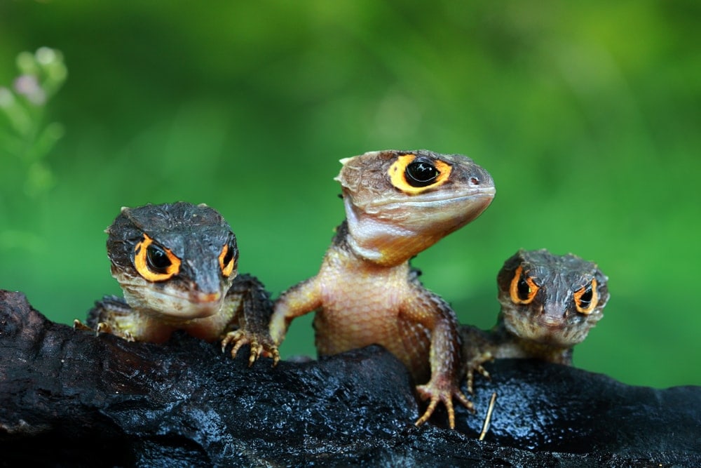 Three cute crocodile skink under infraoder Scincomorpha