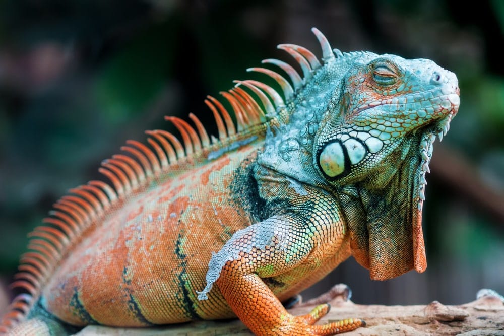 Close-up image of a resting orange colored Green iguana
