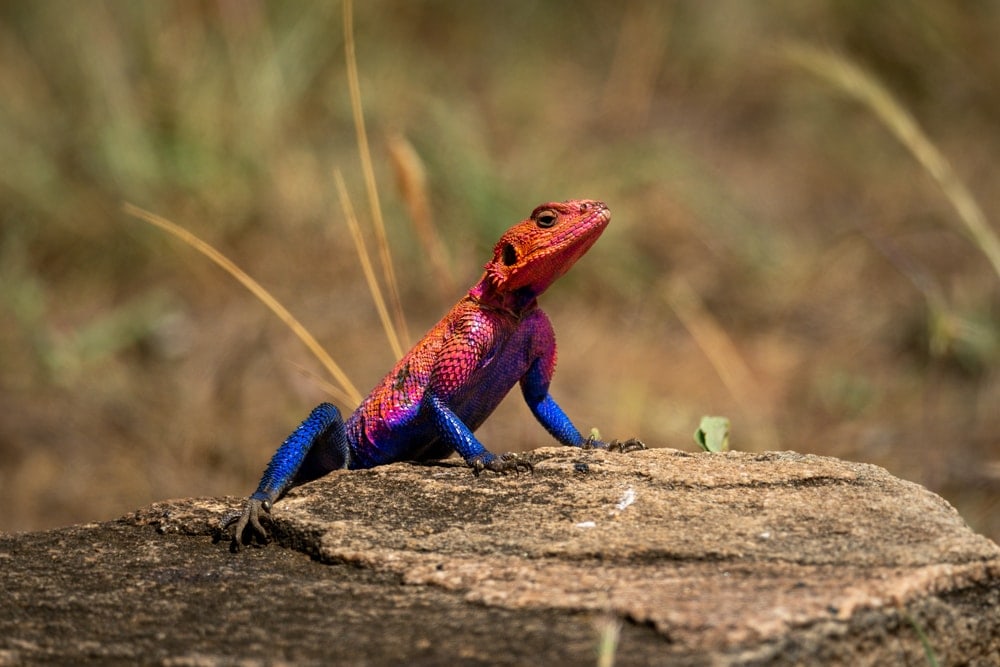 Mwanza Flat-Headed Rock Agama (Agama mwanzae)