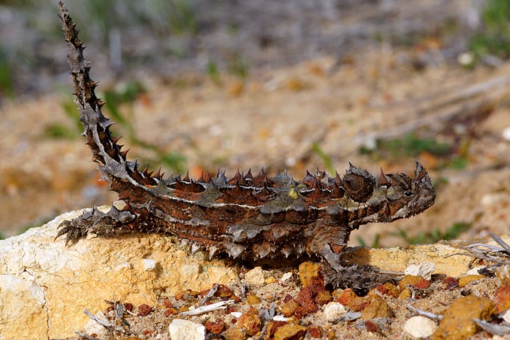 Thorny Dragon (Moloch horridus) aka mountain devil or thorny devil