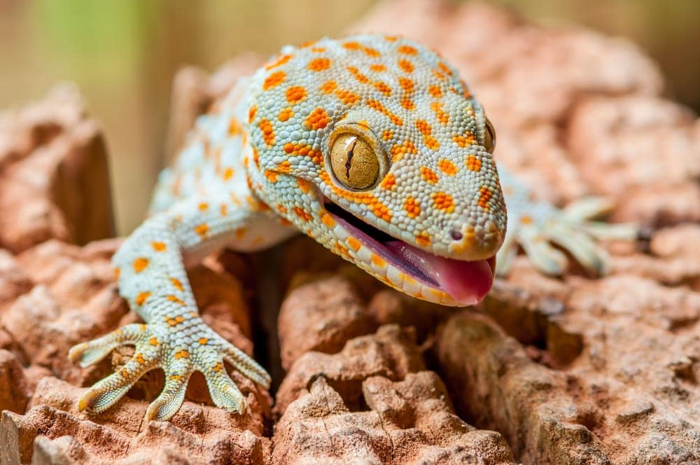 Closeup of a Tokay Gecko (Gecko gecko)