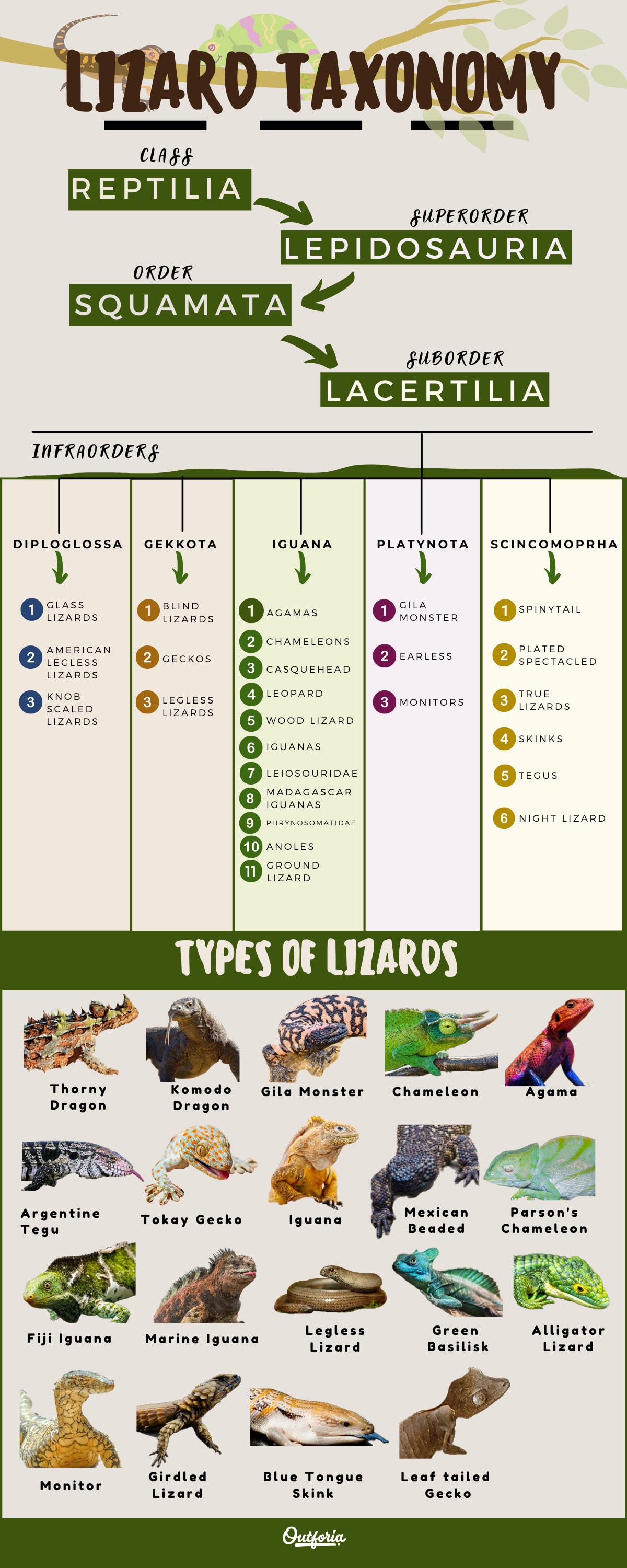 Lizard Types Infographic