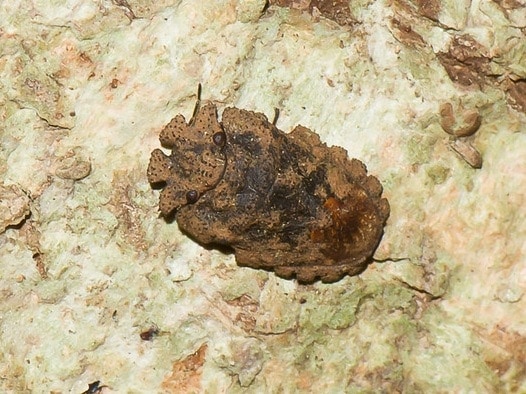 Serbana borneensis from Subfamily Serbaninae