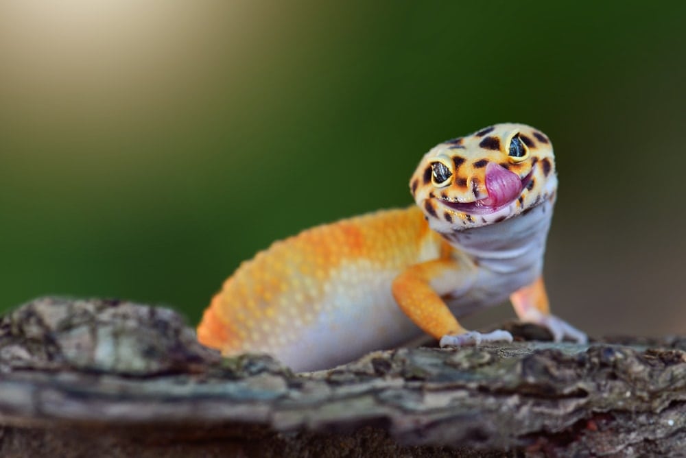 Cute smiling yellow gecko
