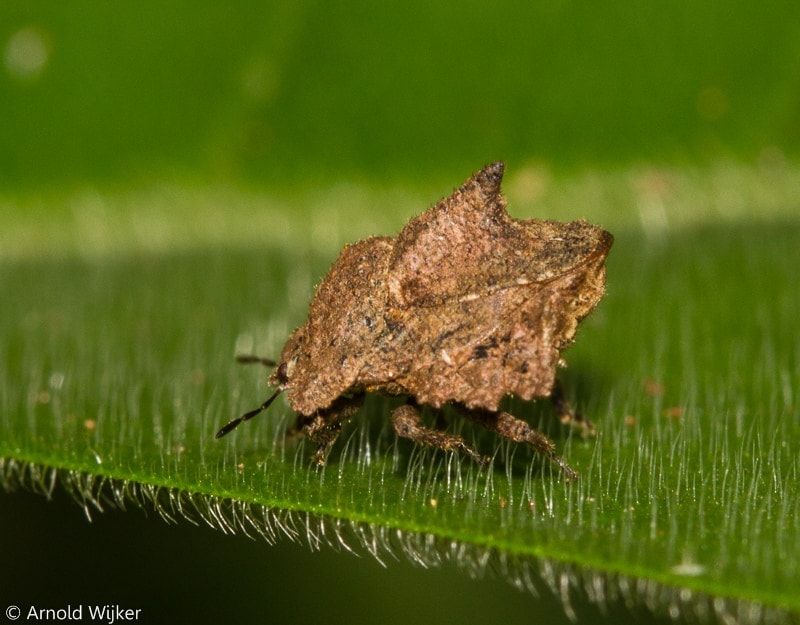 Cyrtocoris stink bug