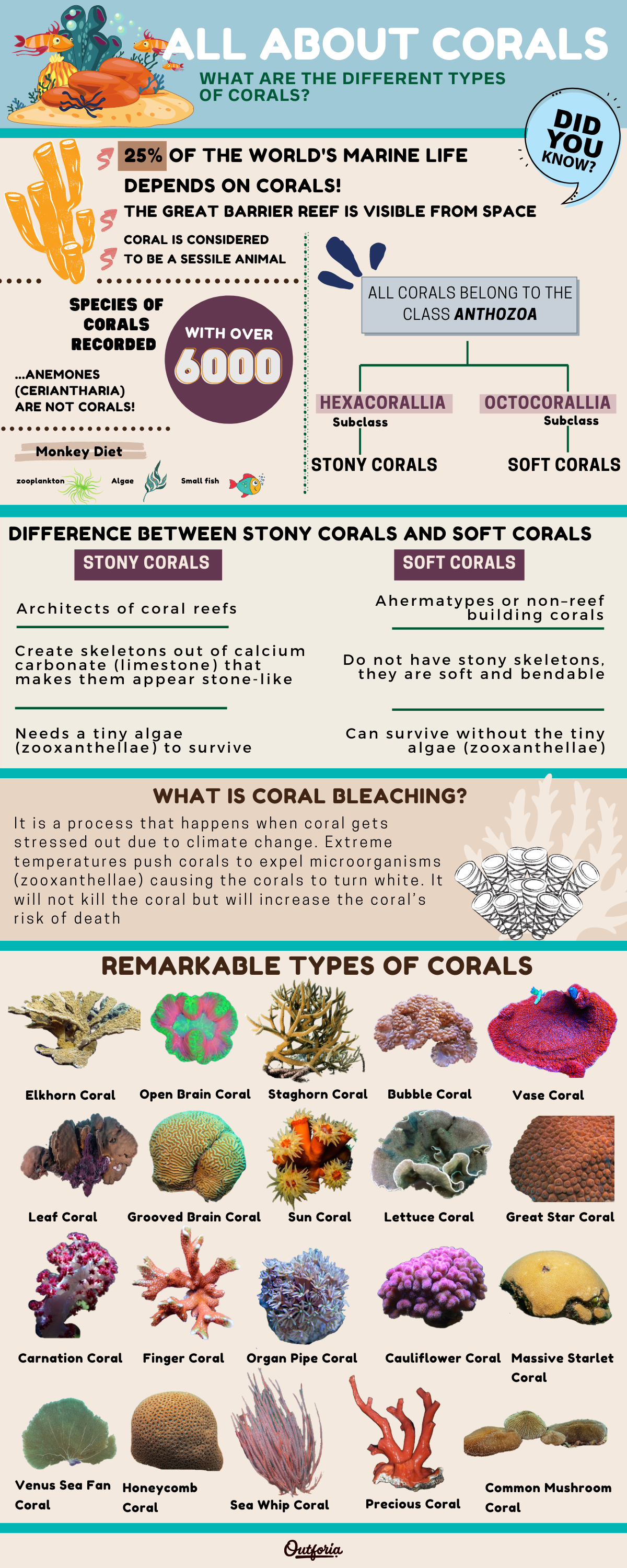 Types of coral infographic