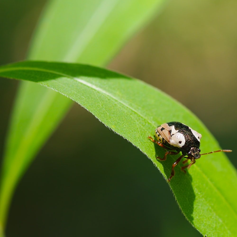 Stiretrus anchorago or Anchor Stink Bug