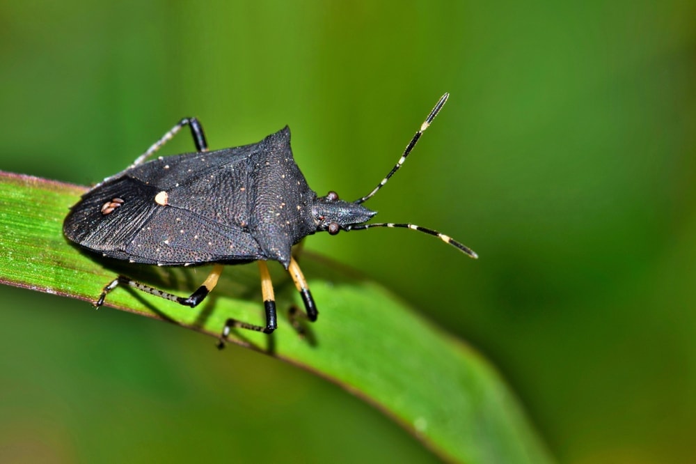 Proxys punctulatus aka Black Stink Bug
