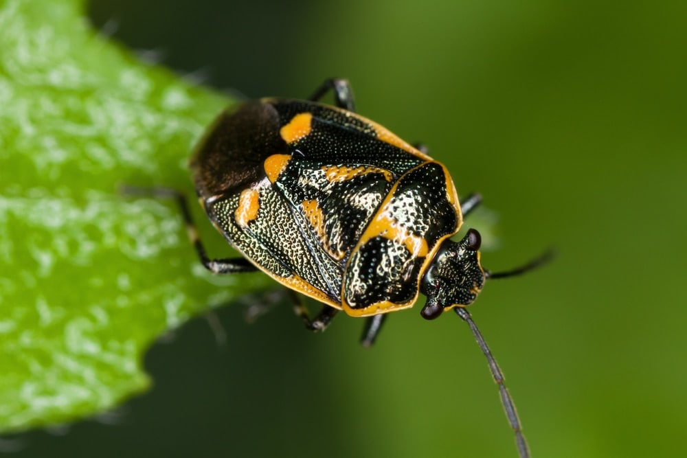 Eurydema oleracea aka cabbage bug