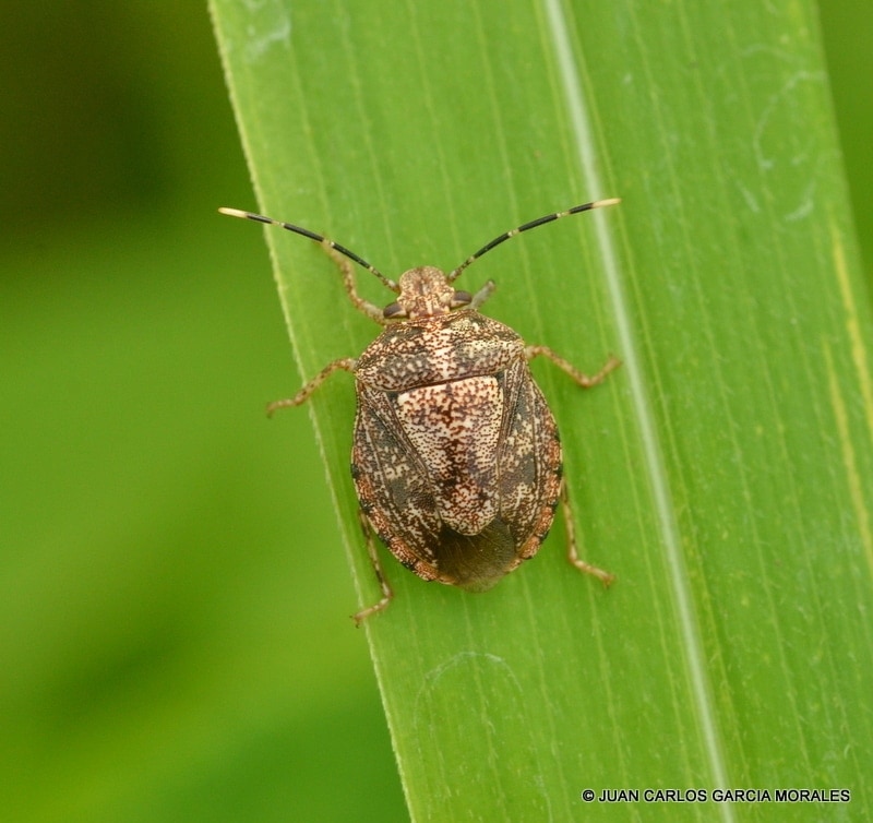 Stink Bug of the Subfamily Discocephalinae 