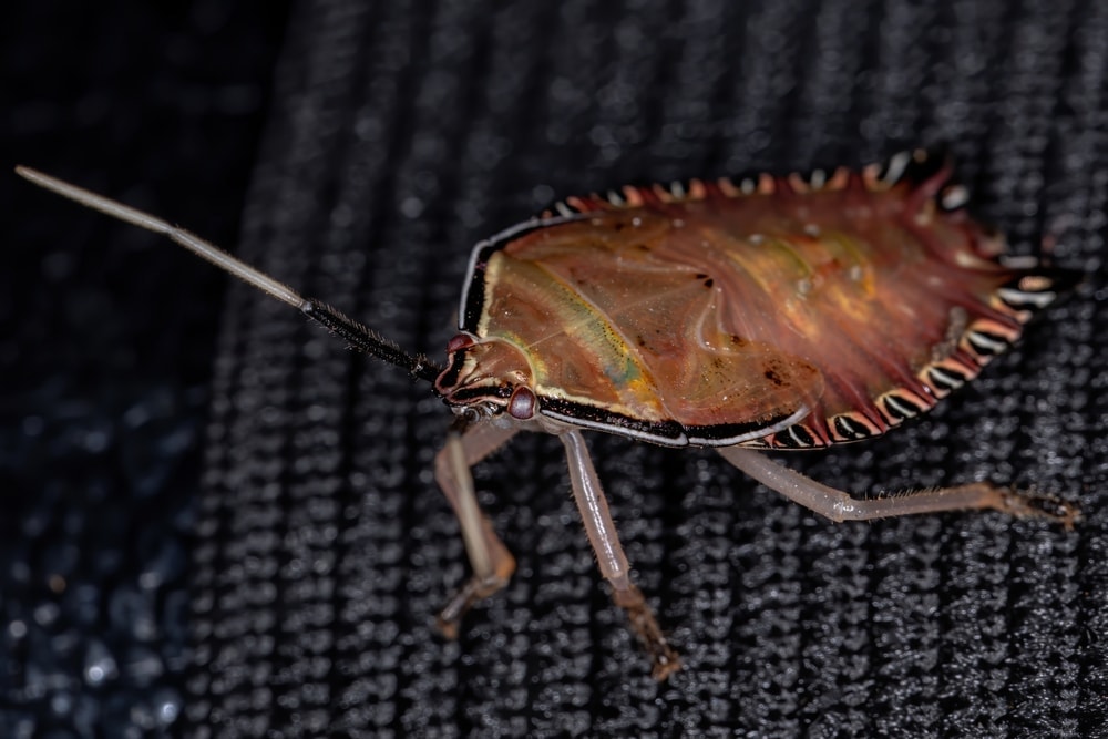 Stink Bug from subfamily Edessinae