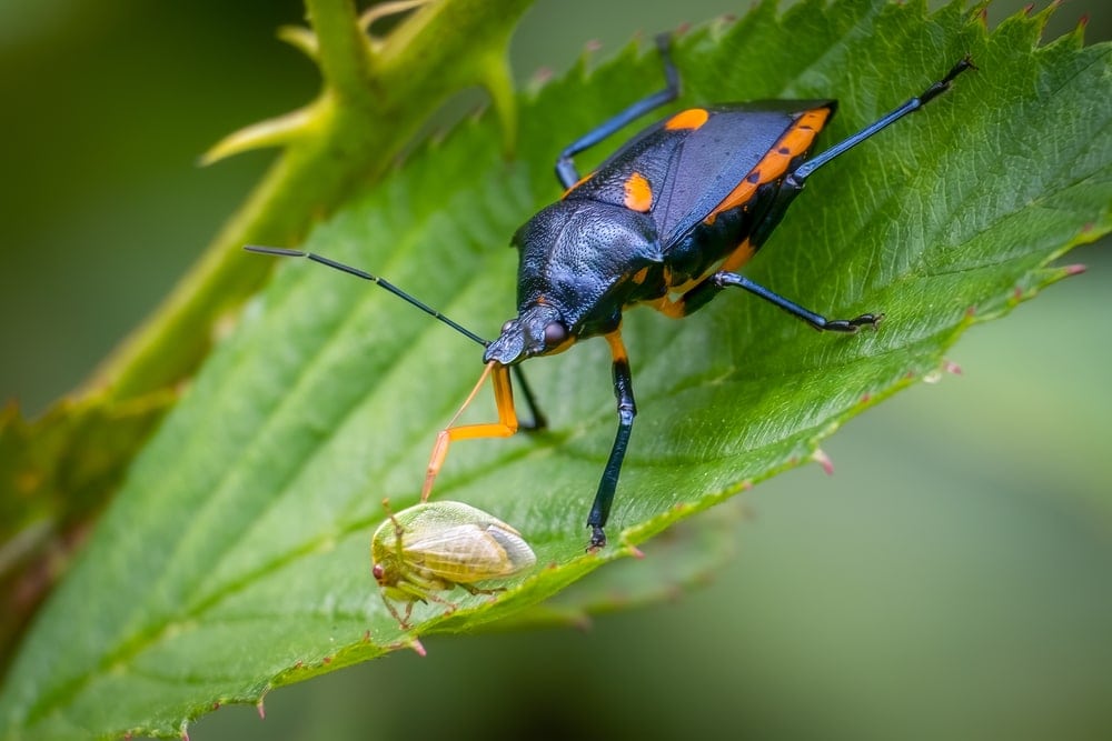 A Florida Predatory Stink Bug (Euthyrhynchus floridanus) feasts on a small insect