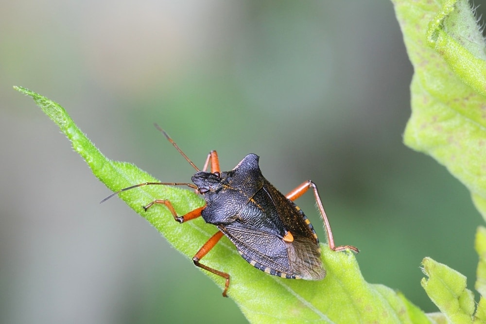 Pentatoma rufipes aka forest bug