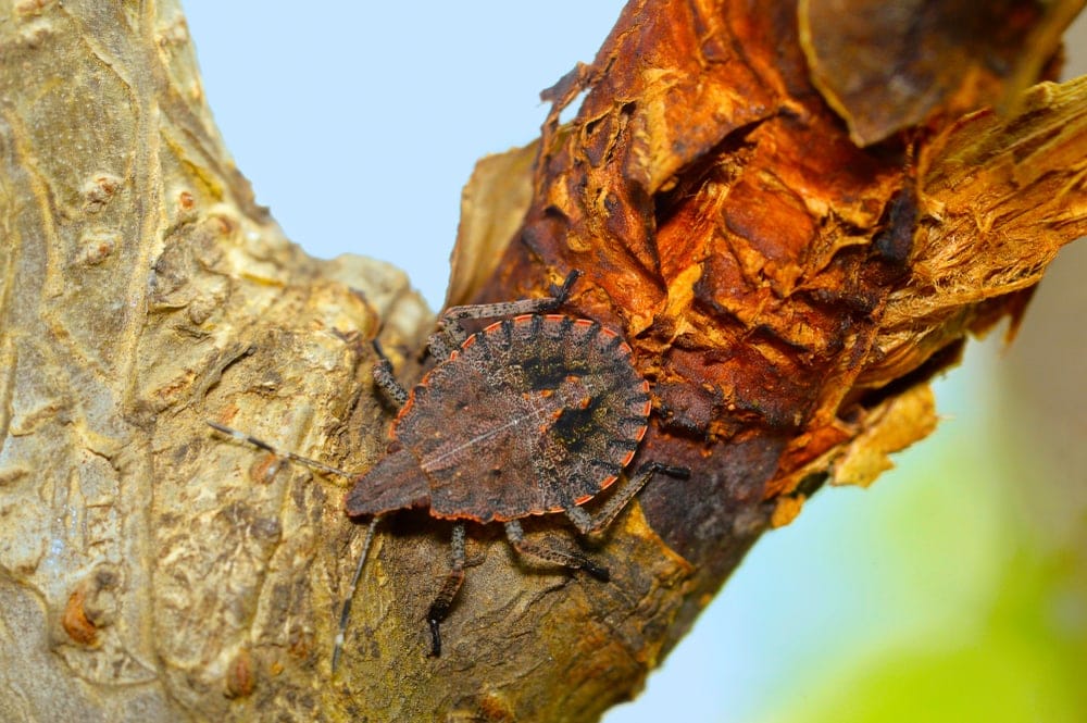 Brochymena quadripustulata aka Four-Humped Stink Bug
