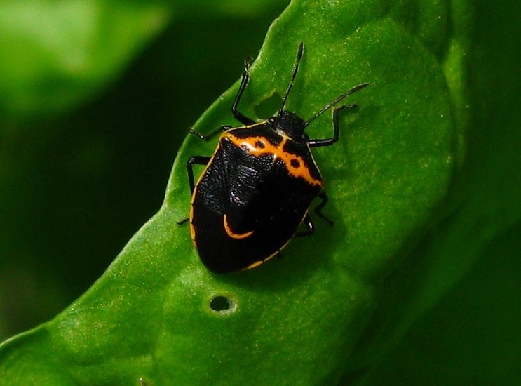 Cosmopepla conspicillaris or hedgenettle stink bug