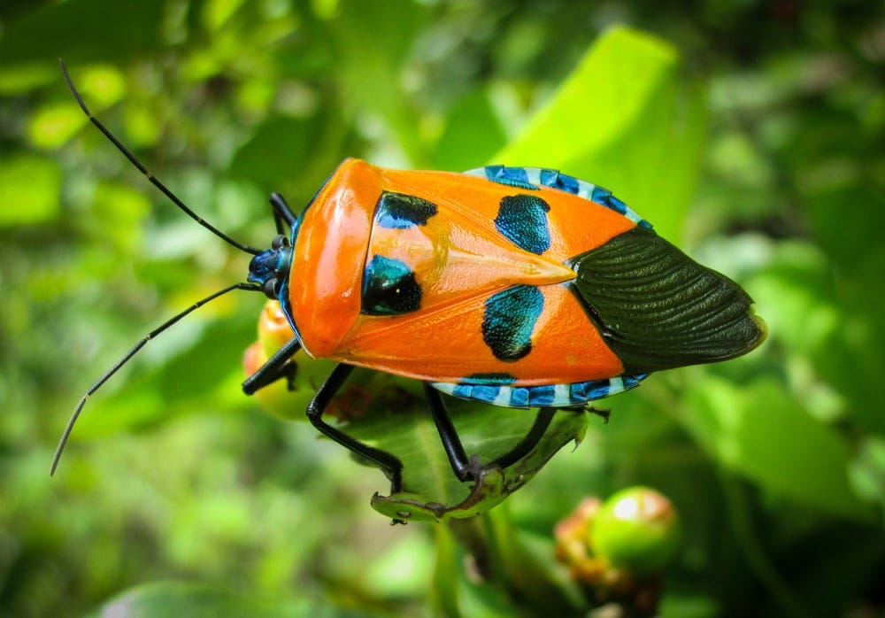 Catacanthus incarnatus aka Man Faced Stink Bug
