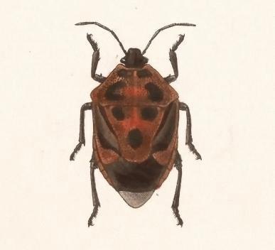 Oplomus dichrous 