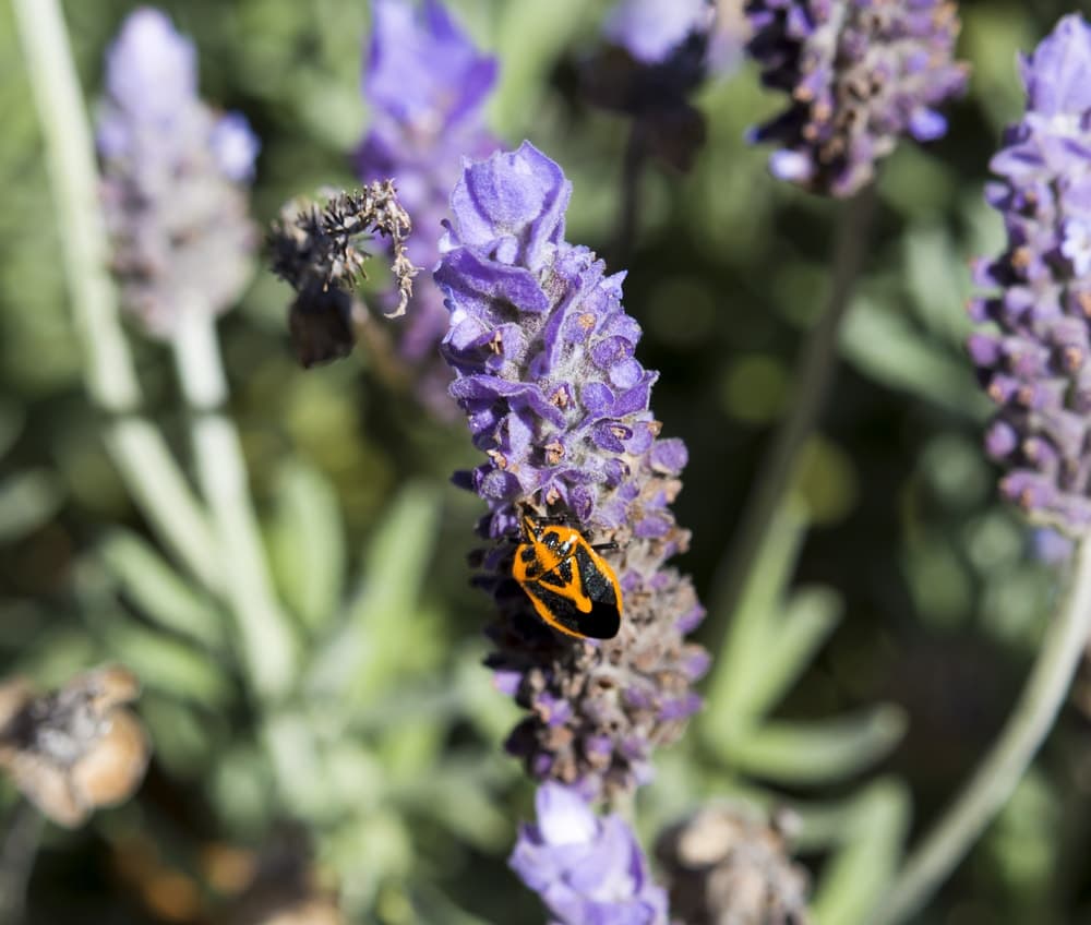 Perillus bioculatus, aka two-spotted stink bug or double-eyed soldier bug