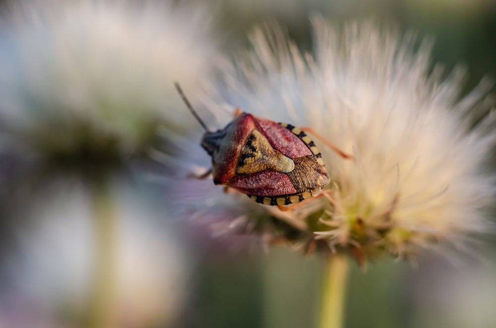 Stink Bug of the Subfamily Pentatominae