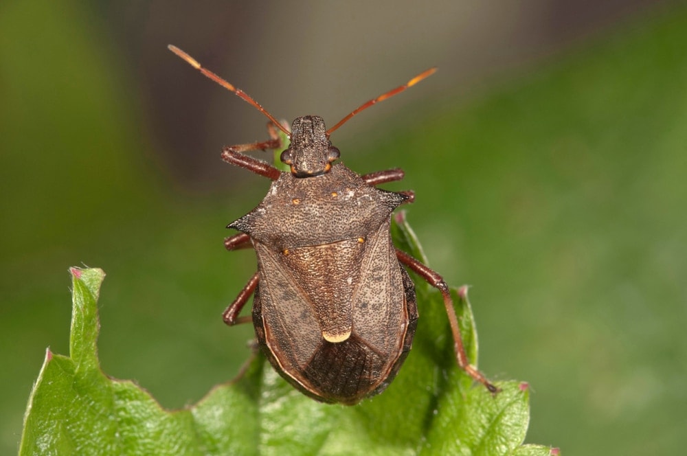 Picromerus Bidens aka Spiny Shield Bug