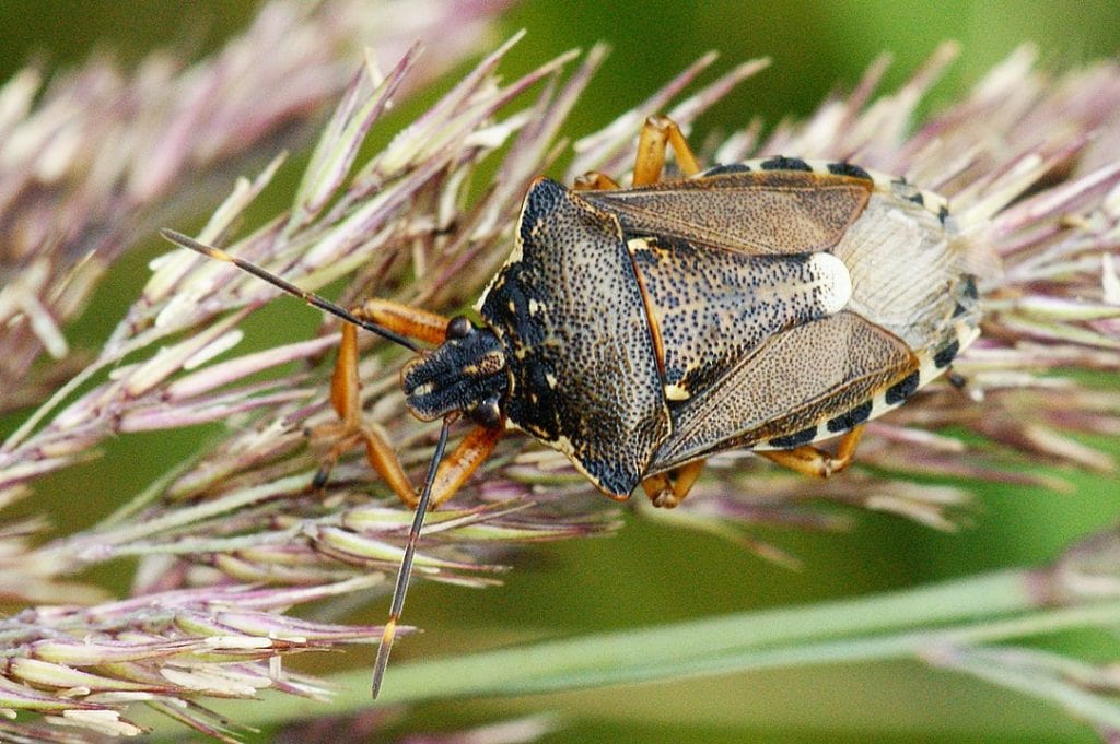 Pinthaeus sanguinipes