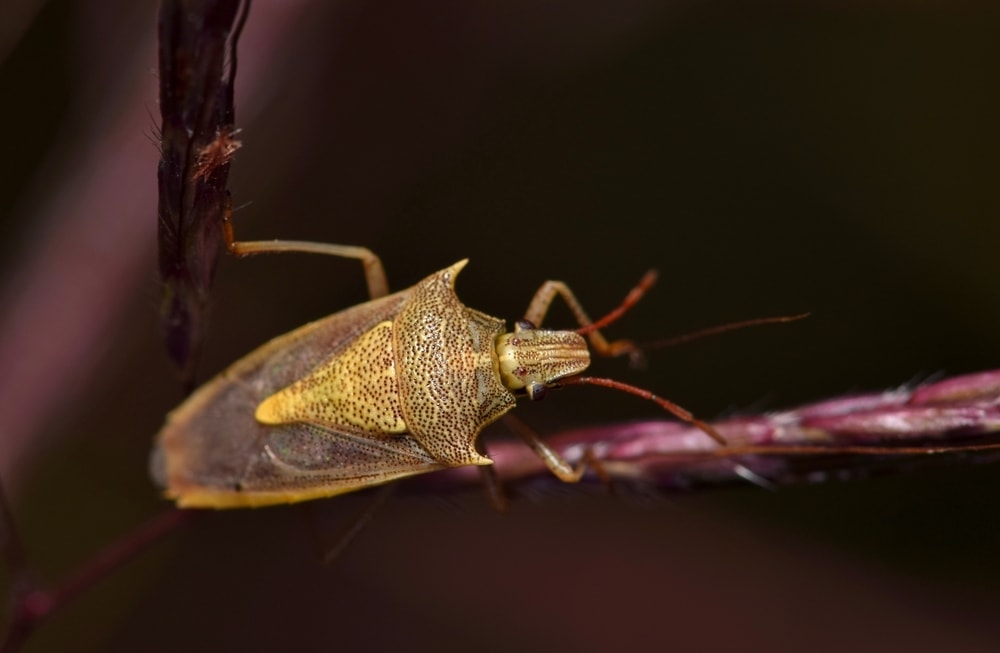 Oebalus pugnax aka Rice Stink Bug