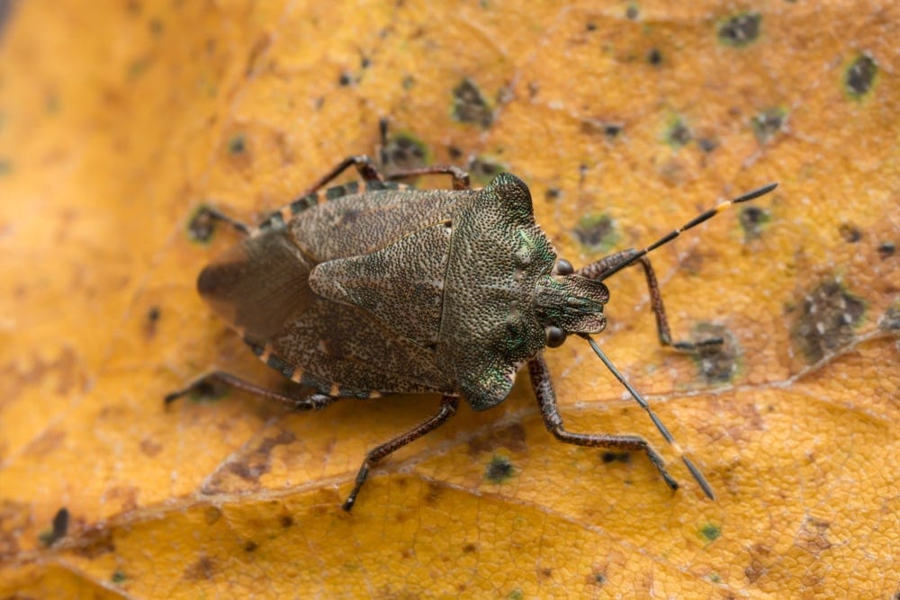 Troilus luridus or bronze shield bug