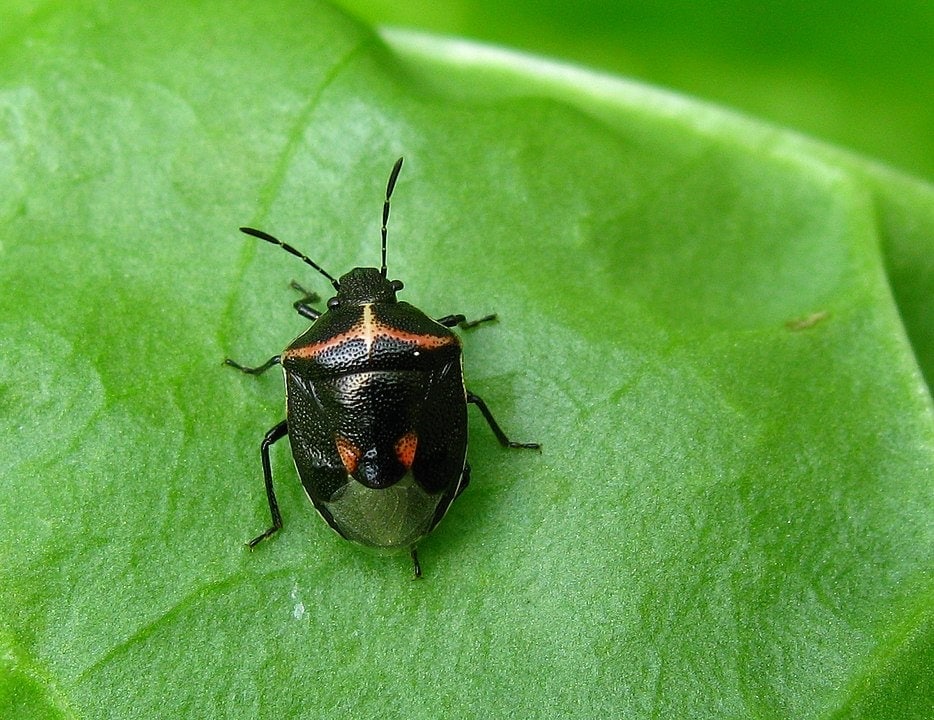 Cosmopepla lintneriana aka Twice-Stabbed Stink Bug
