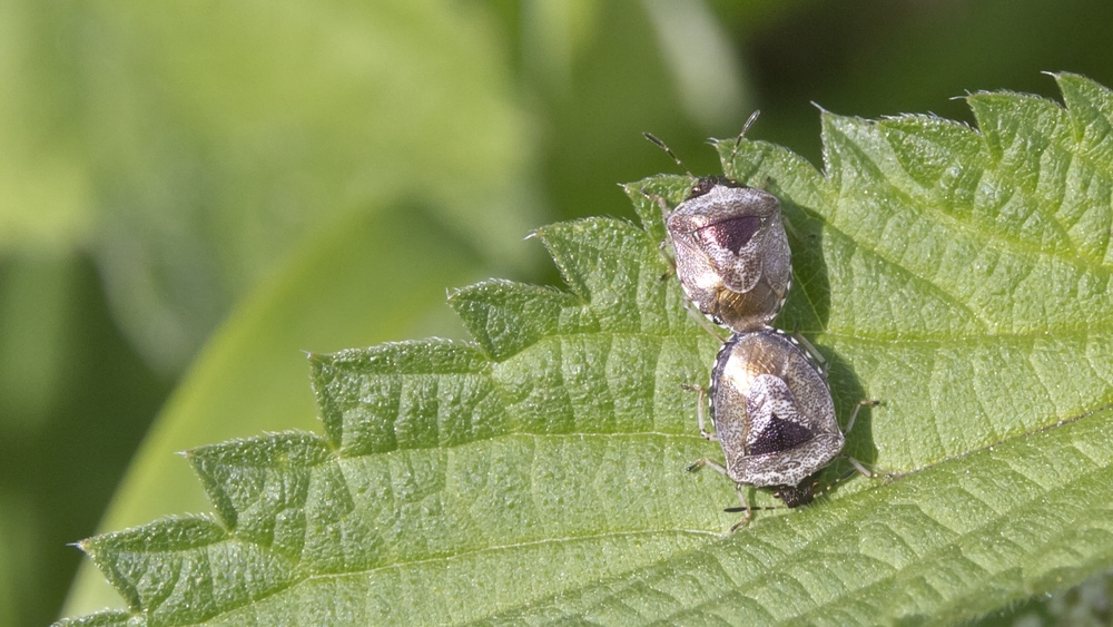 Two Woundwort Shieldbug mating