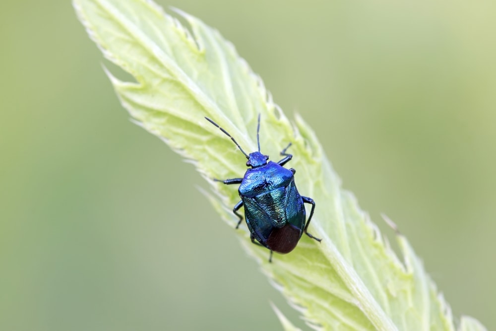 Zicrona caerulea or blue shieldbug