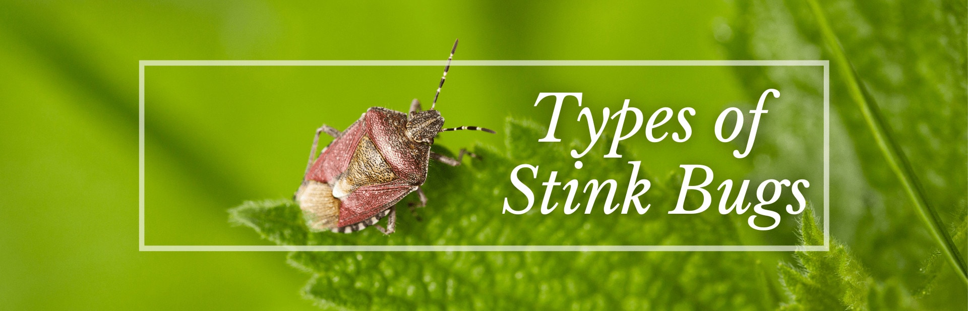 Types of stink bugs featured image