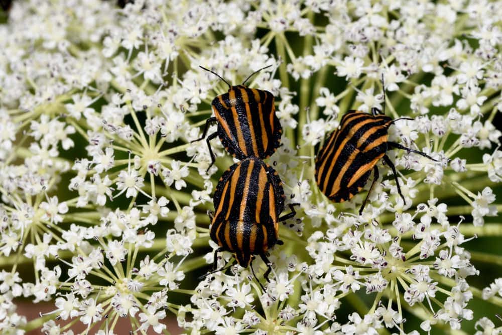 A group of stink bugs on flowers