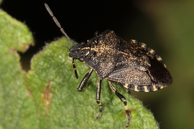Rhacognathus punctatus aka Heather Bug