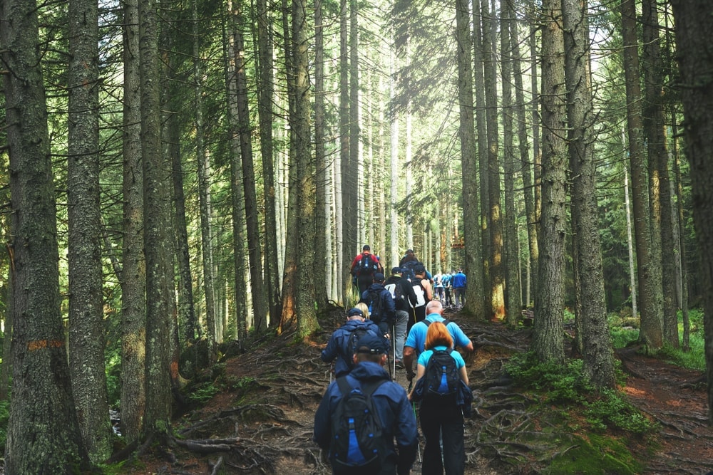 Big group of hikers on a forest trail 